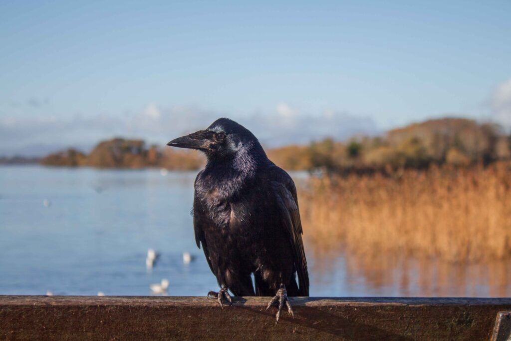 The Origins of the Ancient Irish C1-C2